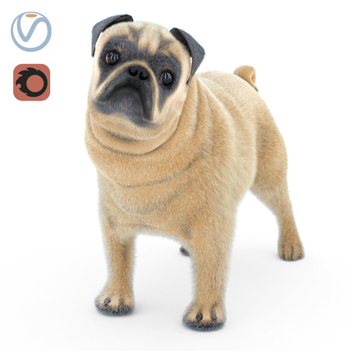 Pug 2 3D model_1