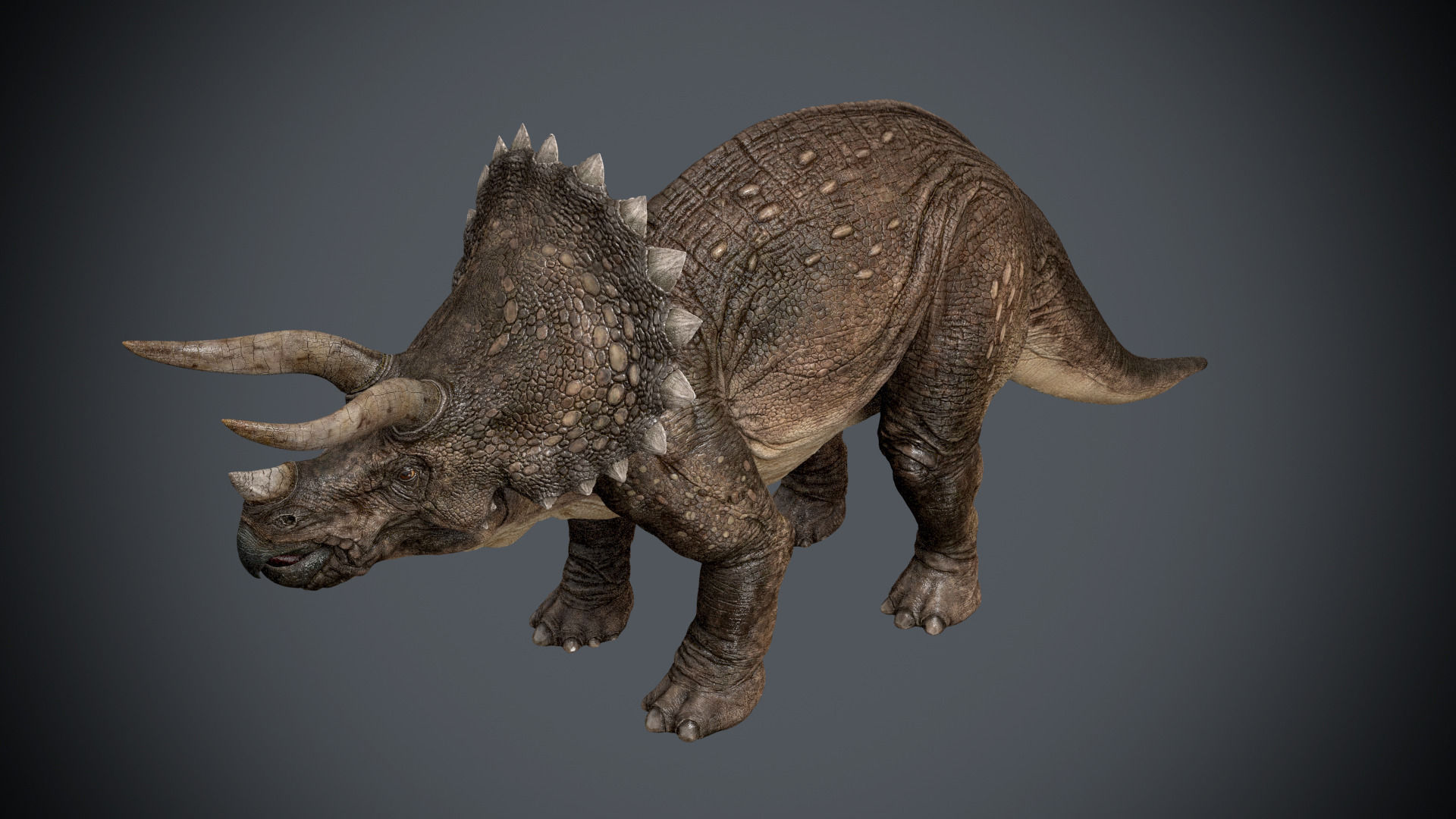Triceratops-maya-Rigging dinosaur Low-poly 3D model_9