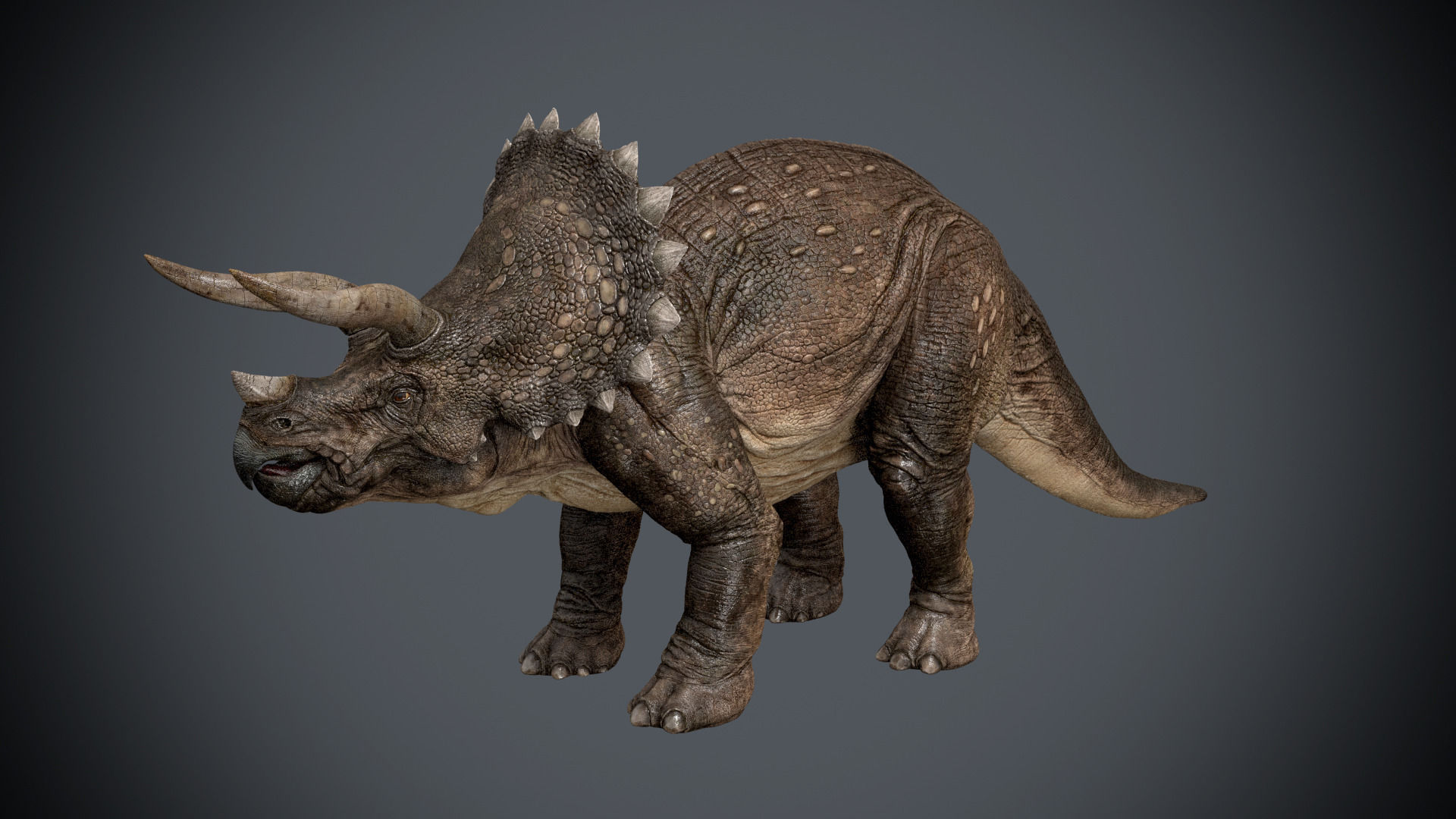 Triceratops-maya-Rigging dinosaur Low-poly 3D model_10