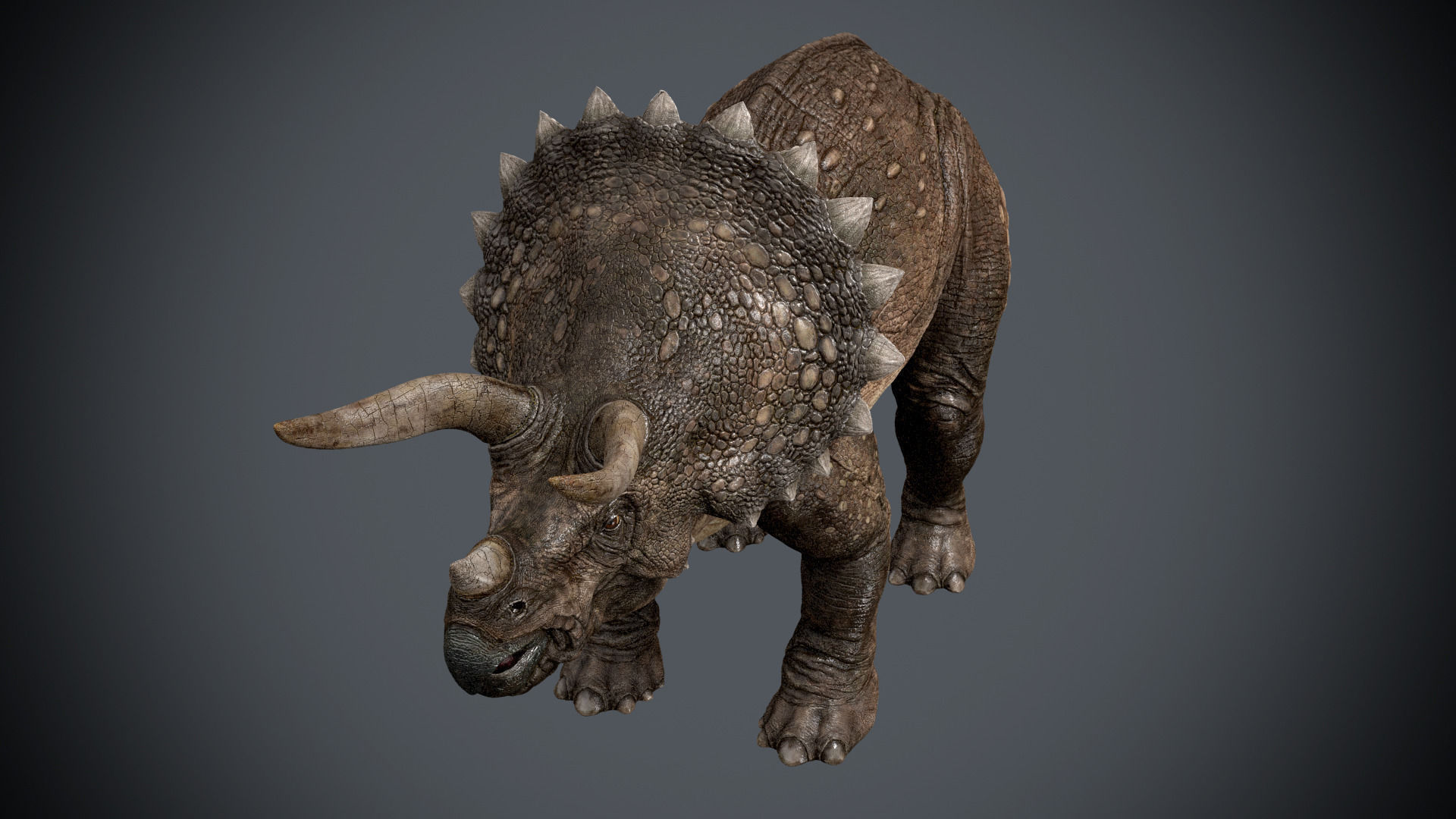 Triceratops-maya-Rigging dinosaur Low-poly 3D model_7