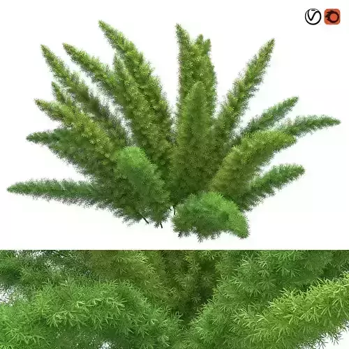 Asparagus Densiflorus Meyersii 3D model