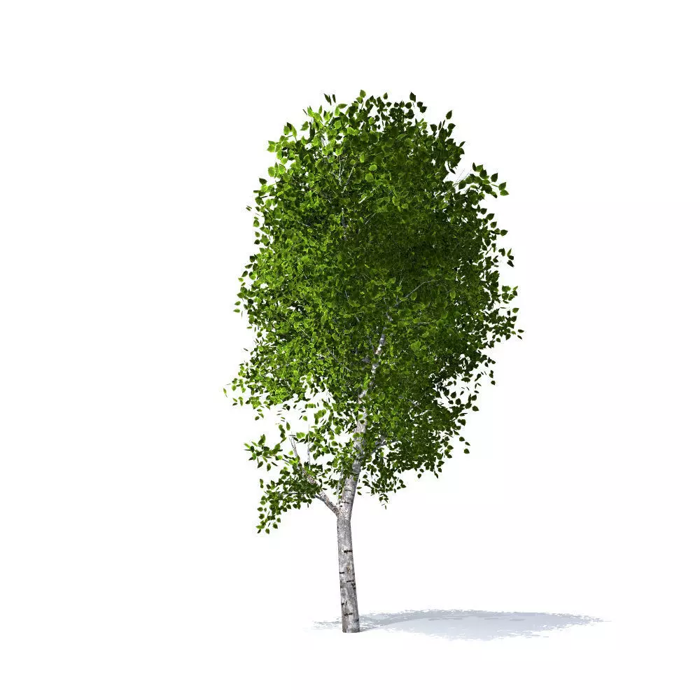 Birch tree 3D model