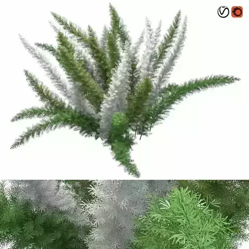 Asparagus Densiflorus Meyersii W 3D model