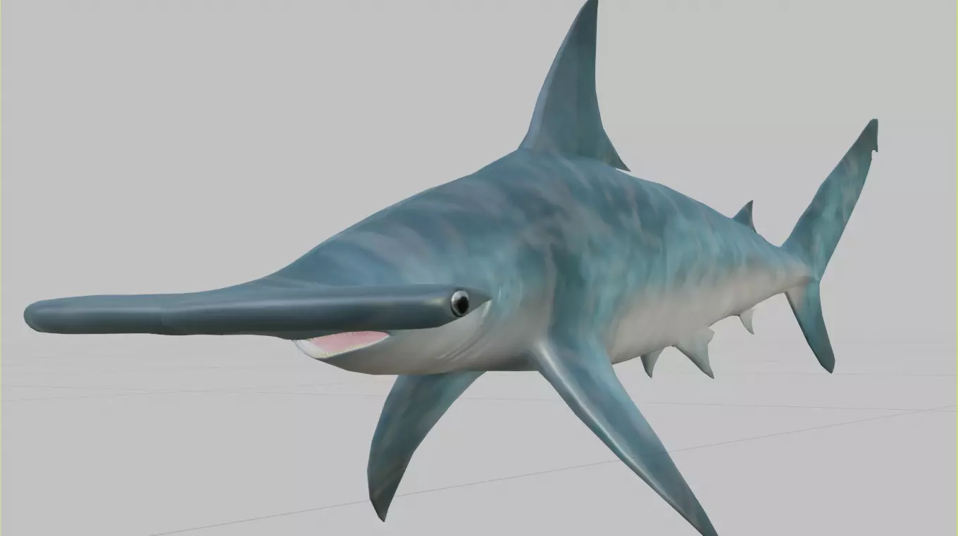 Hammerhead Shark 3D model_0
