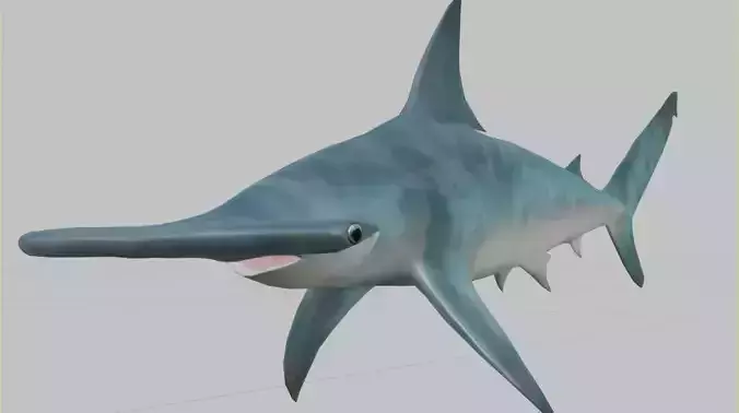Hammerhead Shark 3D model