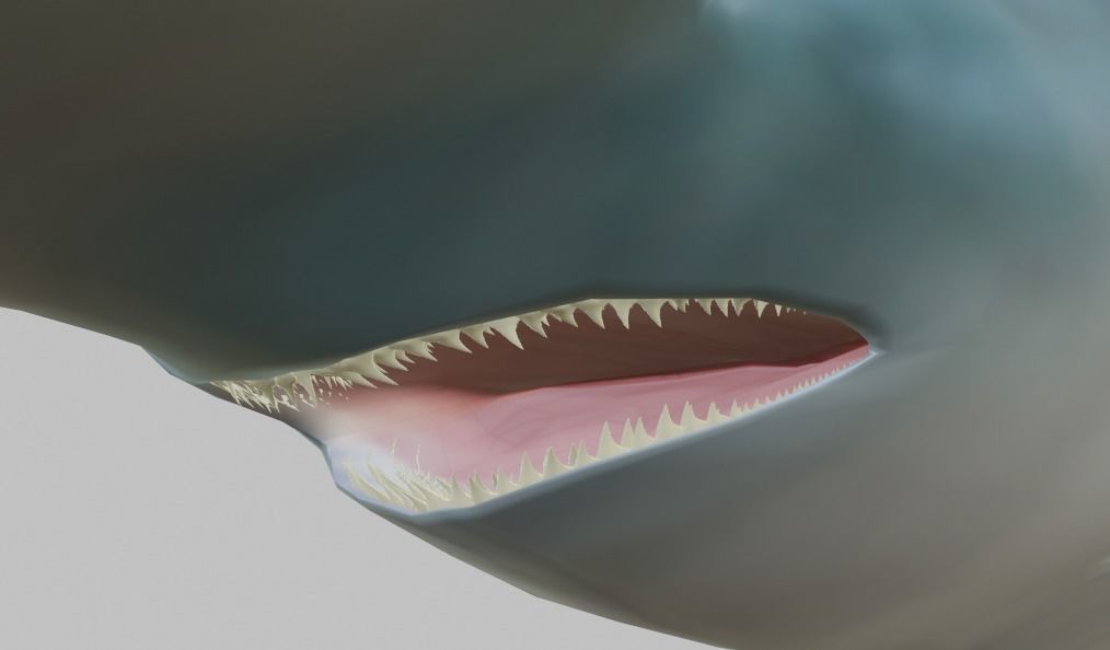 Hammerhead Shark 3D model_6