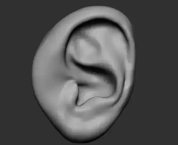 Ear v3 3D model