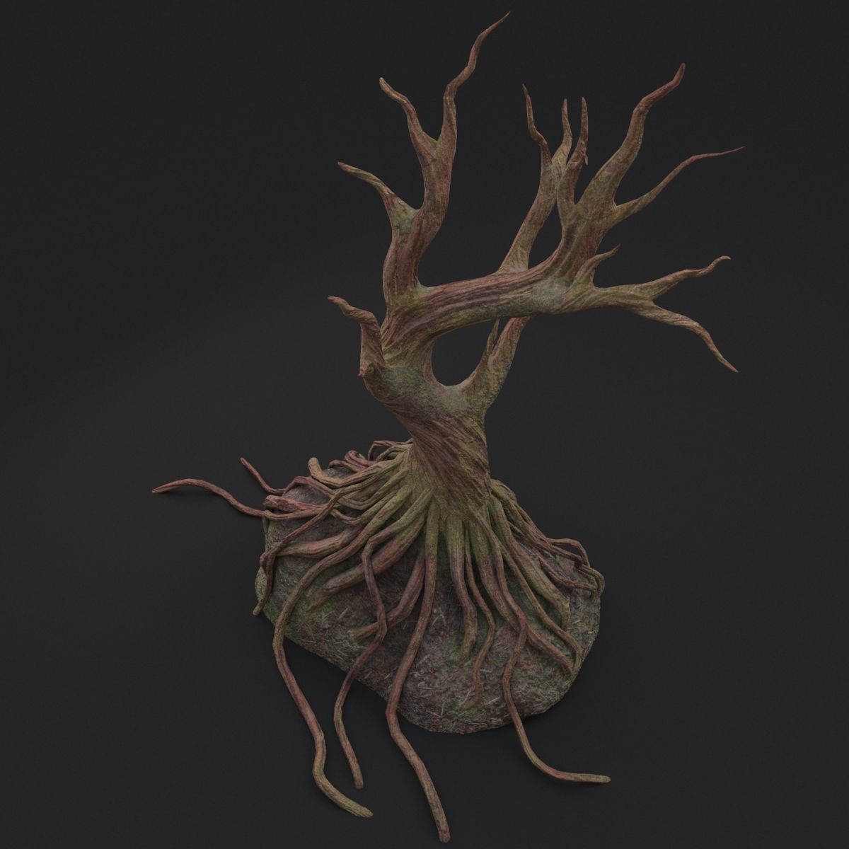 Old tree 3D model_7