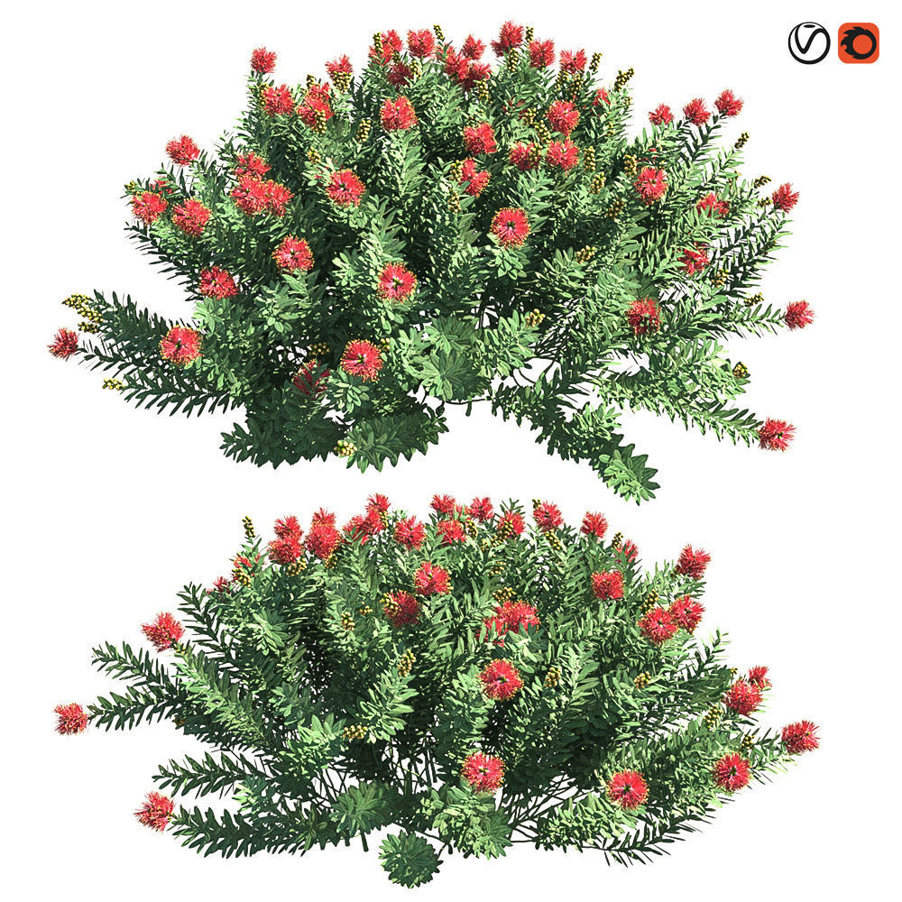 Callistemon Citrinus Little John 3D model_14