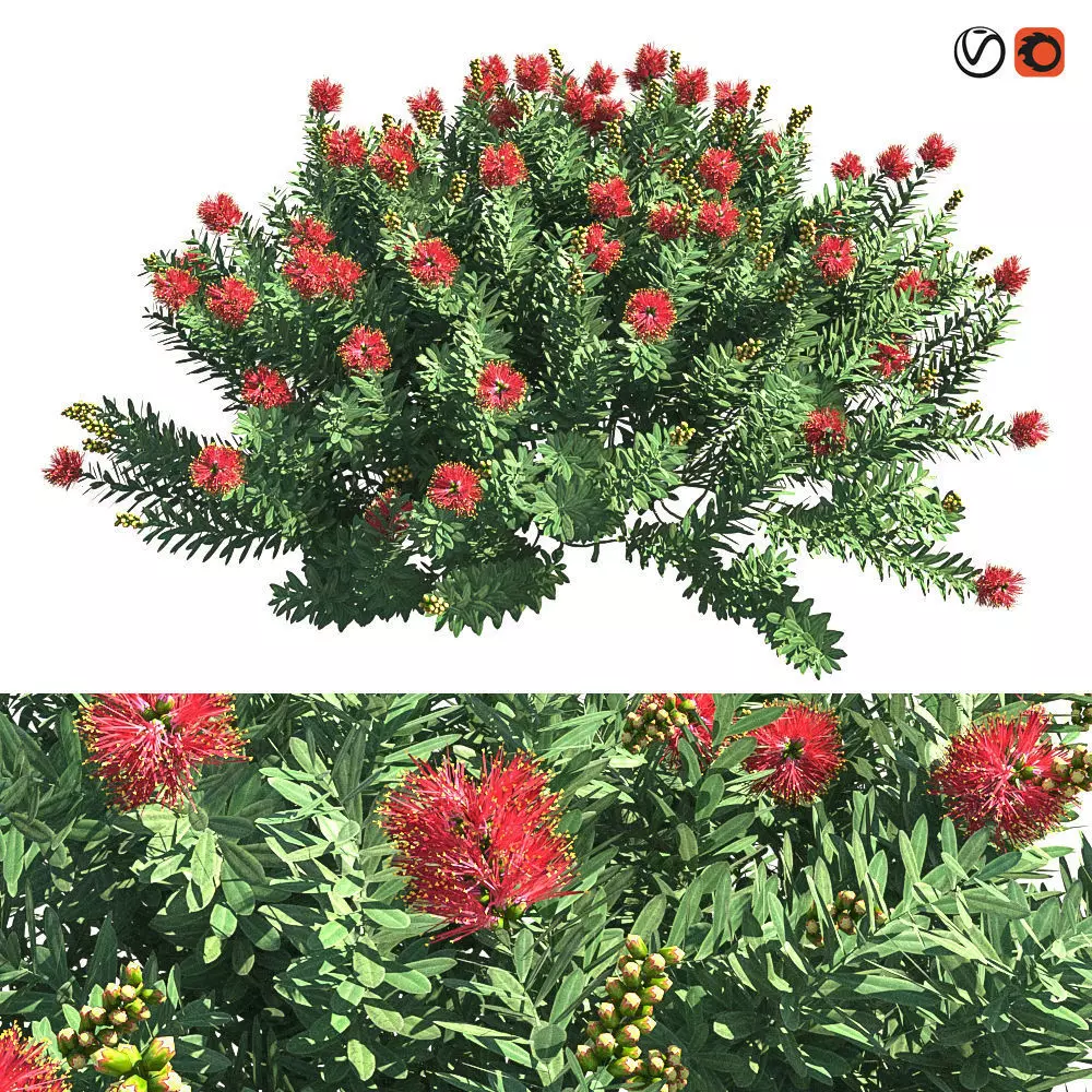 Callistemon Citrinus Little John 3D model_0