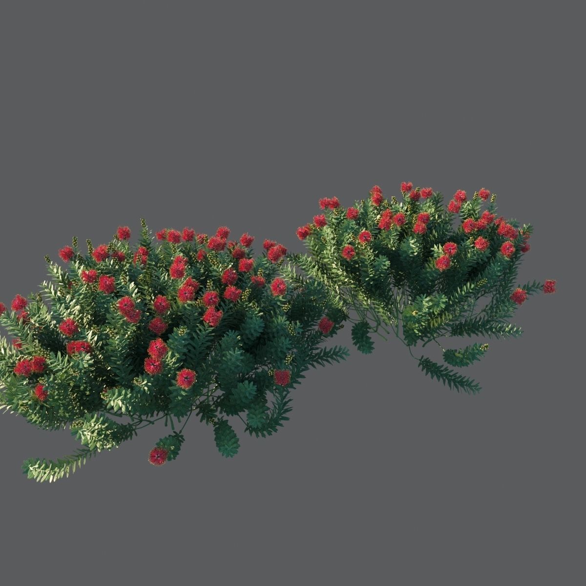 Callistemon Citrinus Little John 3D model_10