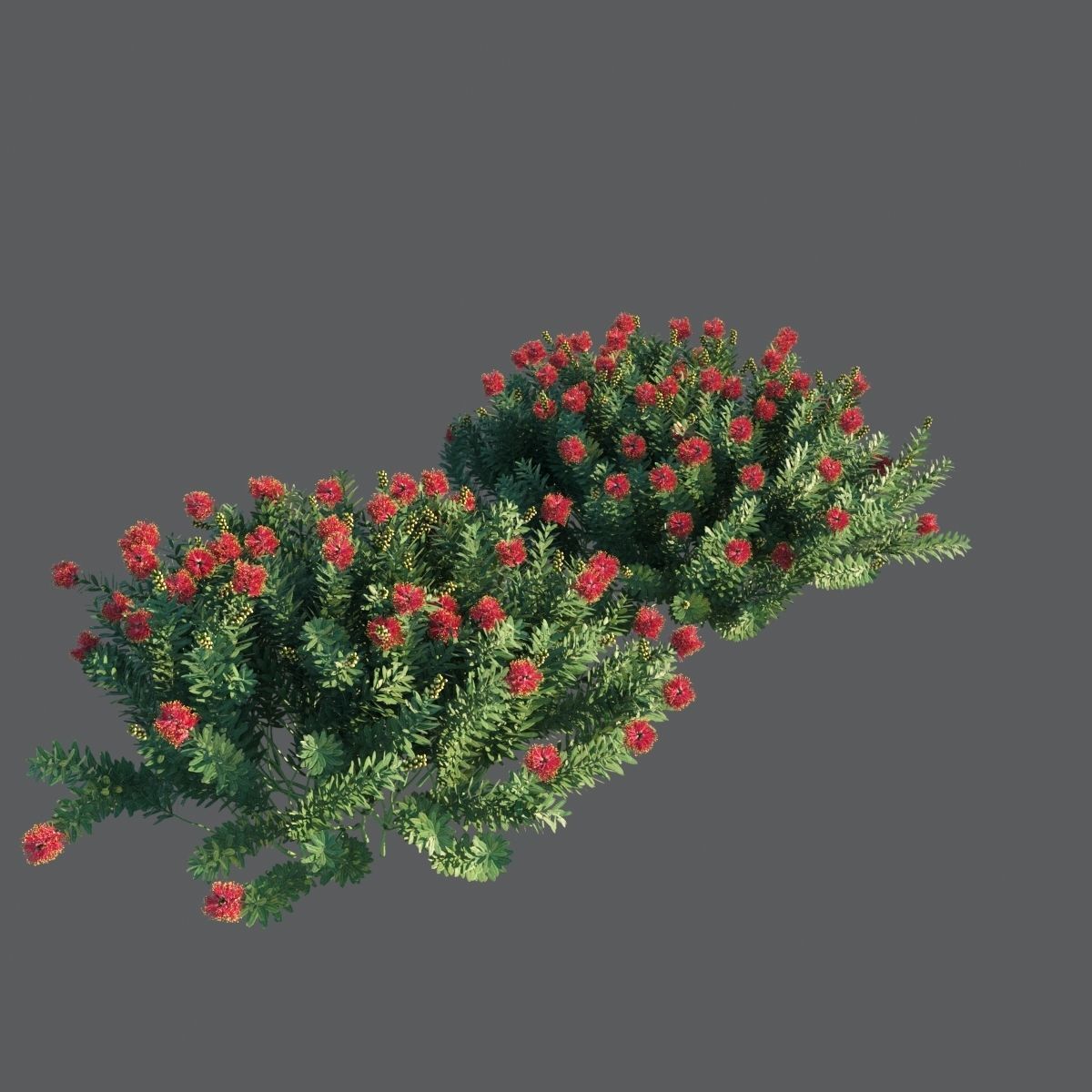Callistemon Citrinus Little John 3D model_4