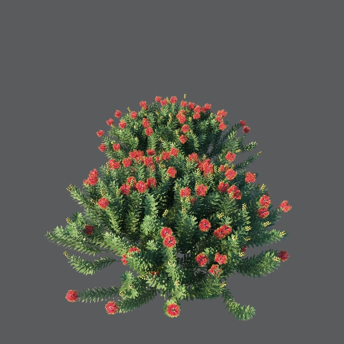 Callistemon Citrinus Little John 3D model_8