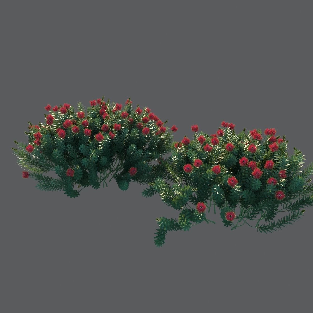 Callistemon Citrinus Little John 3D model_12