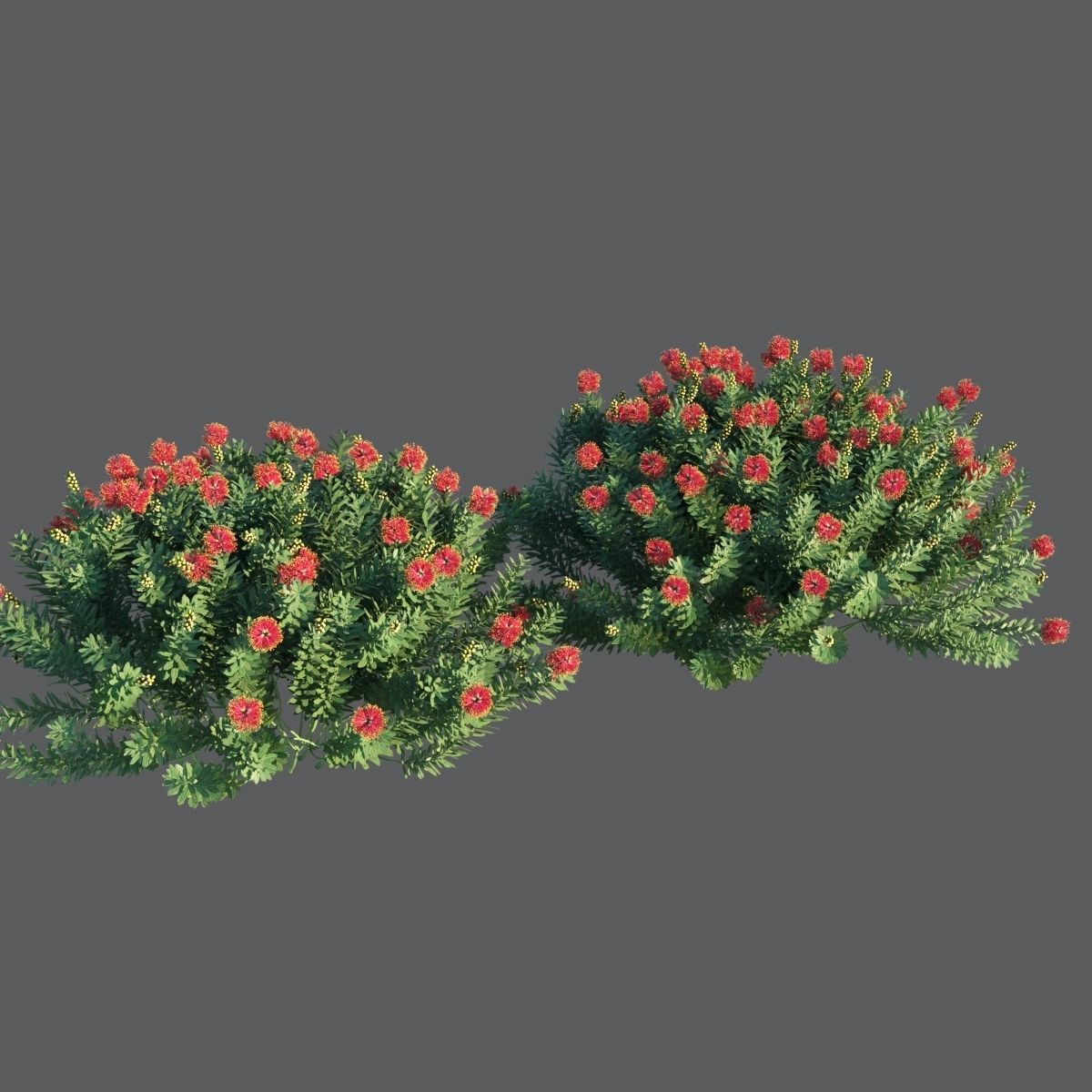 Callistemon Citrinus Little John 3D model_5