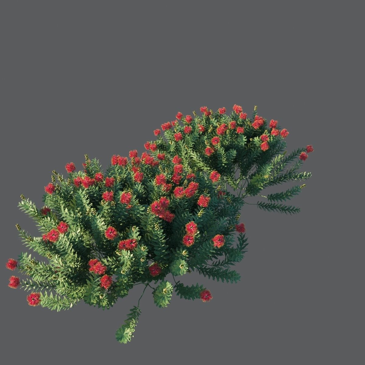 Callistemon Citrinus Little John 3D model_9