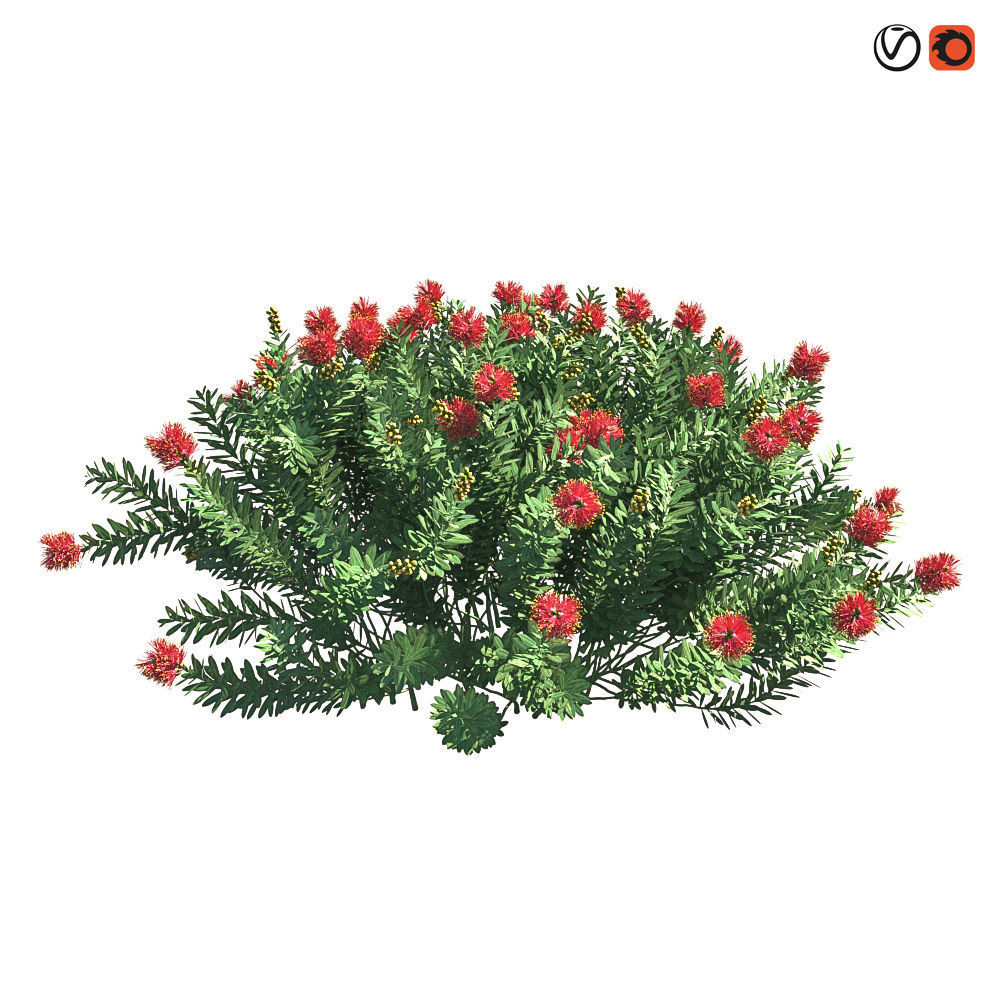 Callistemon Citrinus Little John 3D model_16