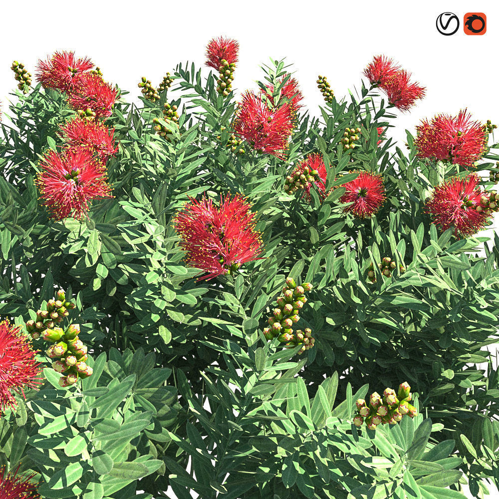 Callistemon Citrinus Little John 3D model_1