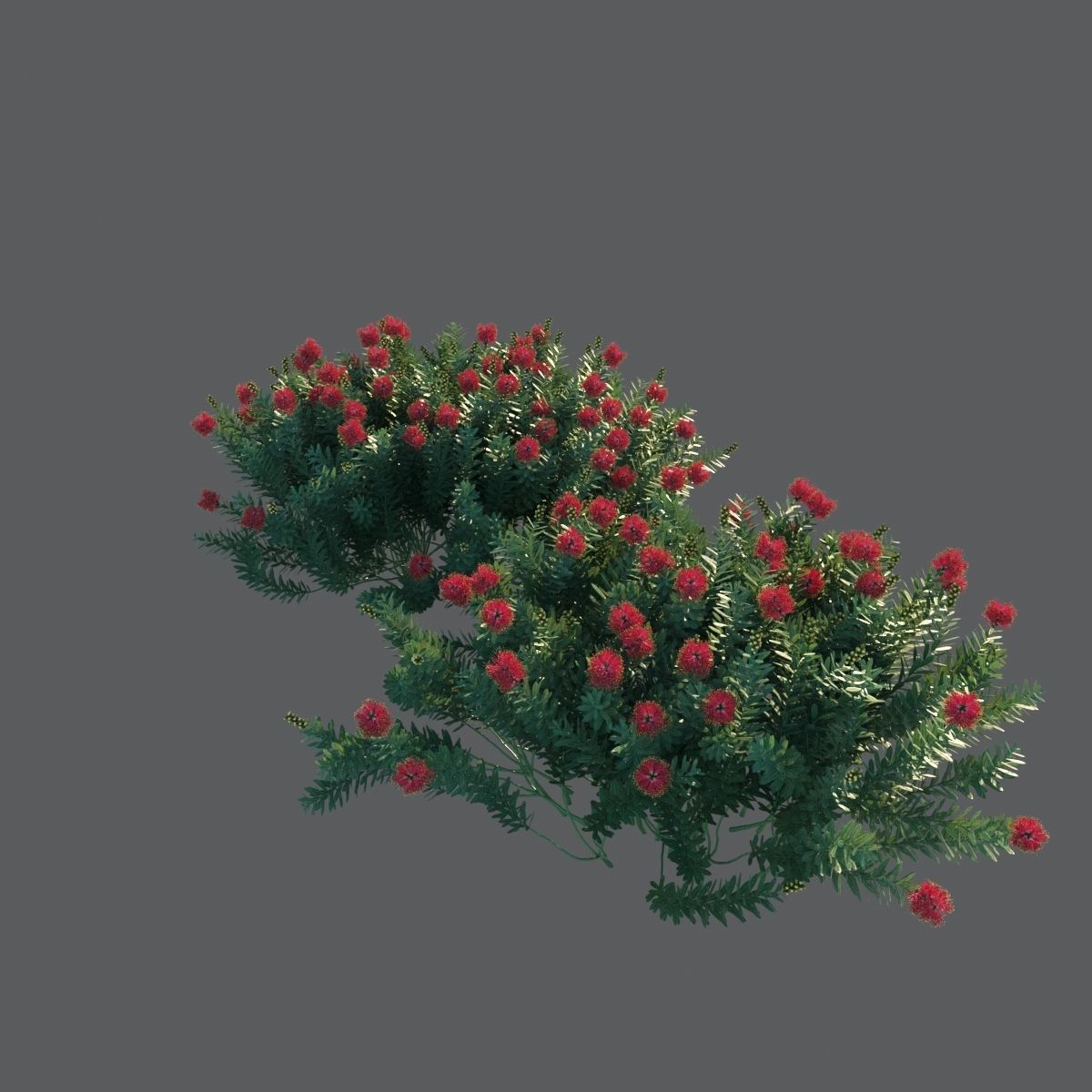 Callistemon Citrinus Little John 3D model_13