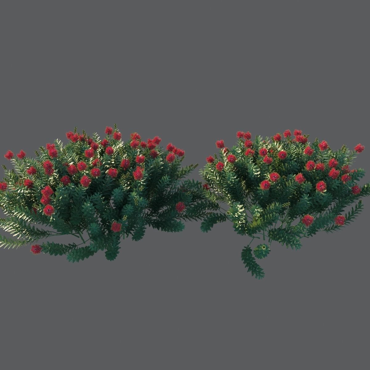 Callistemon Citrinus Little John 3D model_11