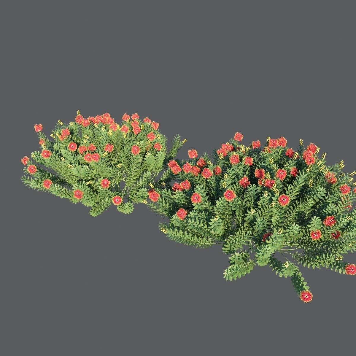 Callistemon Citrinus Little John 3D model_6