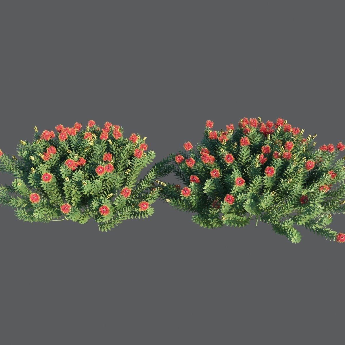Callistemon Citrinus Little John 3D model_2