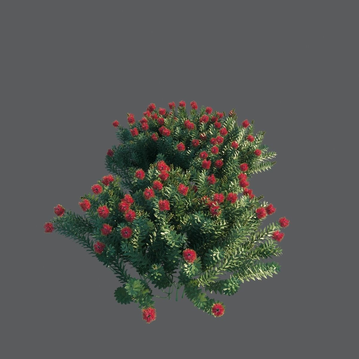 Callistemon Citrinus Little John 3D model_3