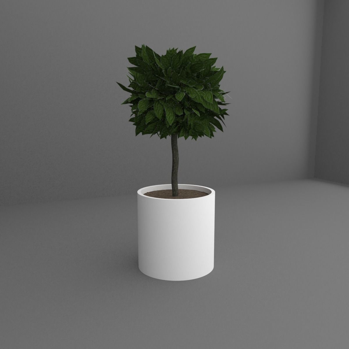 Indoor plant 3D model_2