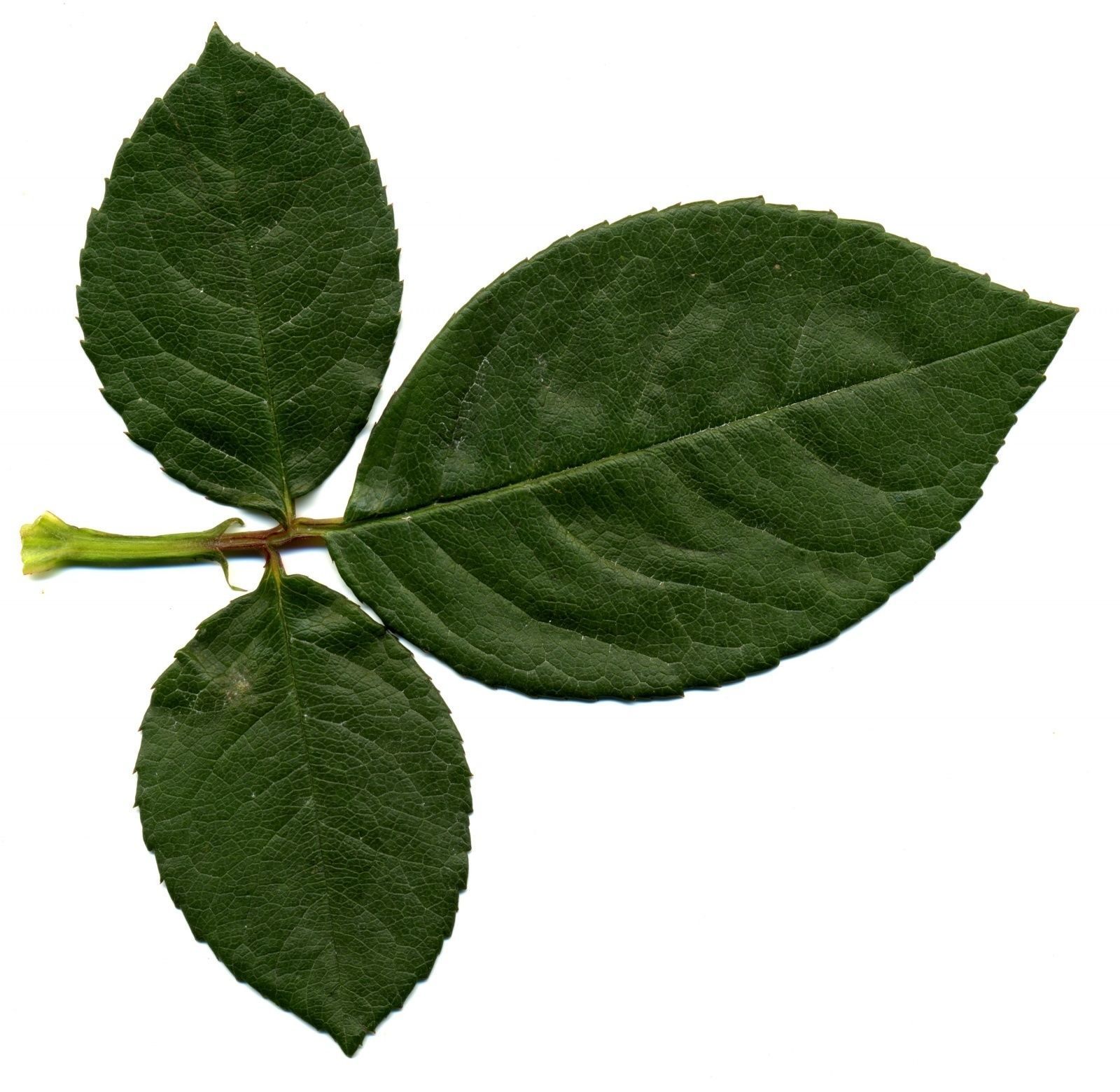 Indoor plant 3D model_5