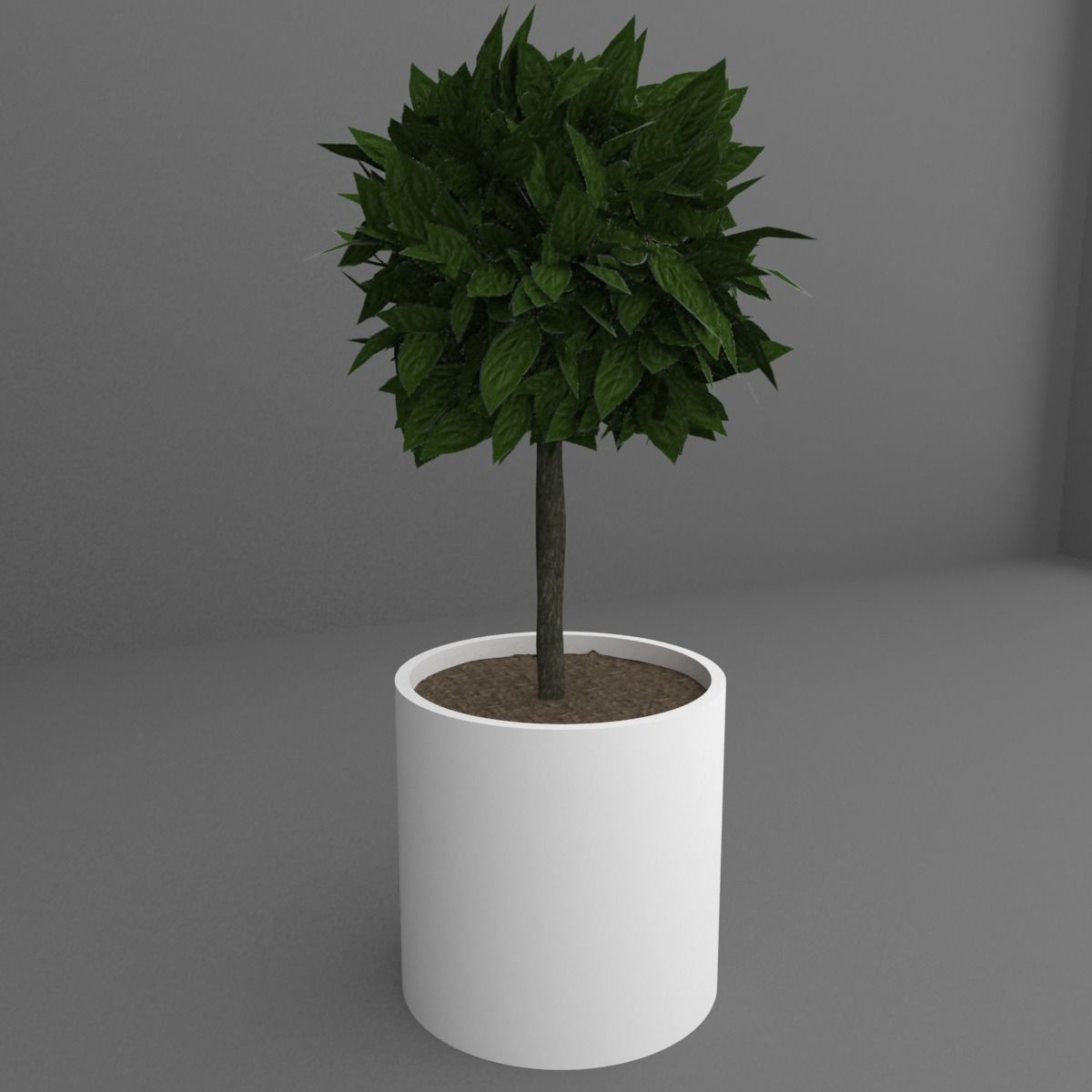 Indoor plant 3D model_3