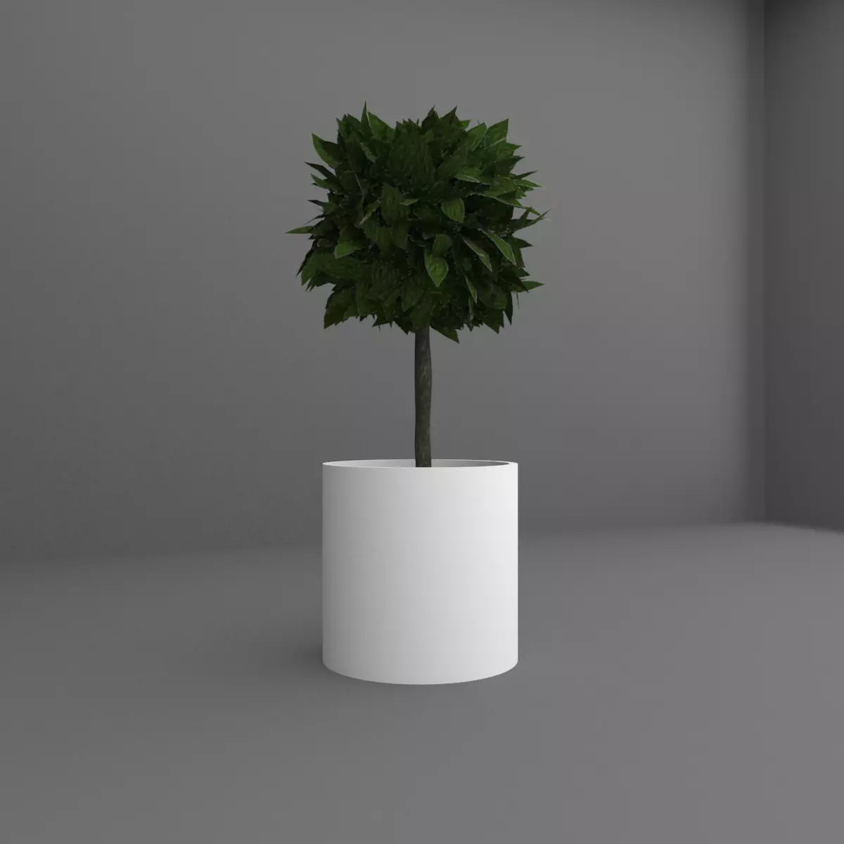 Indoor plant 3D model_0