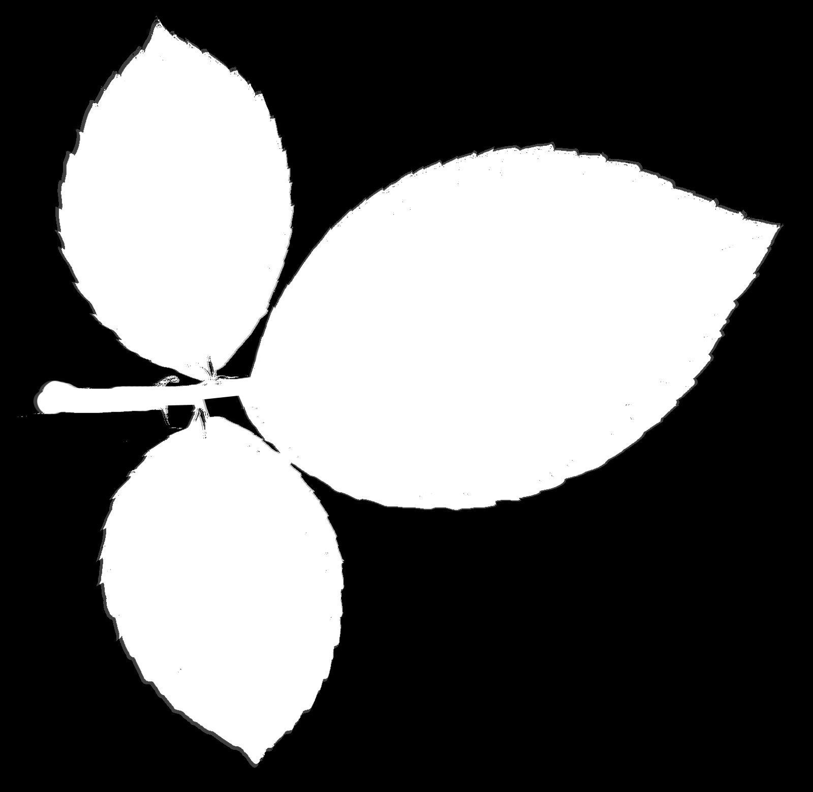 Indoor plant 3D model_6