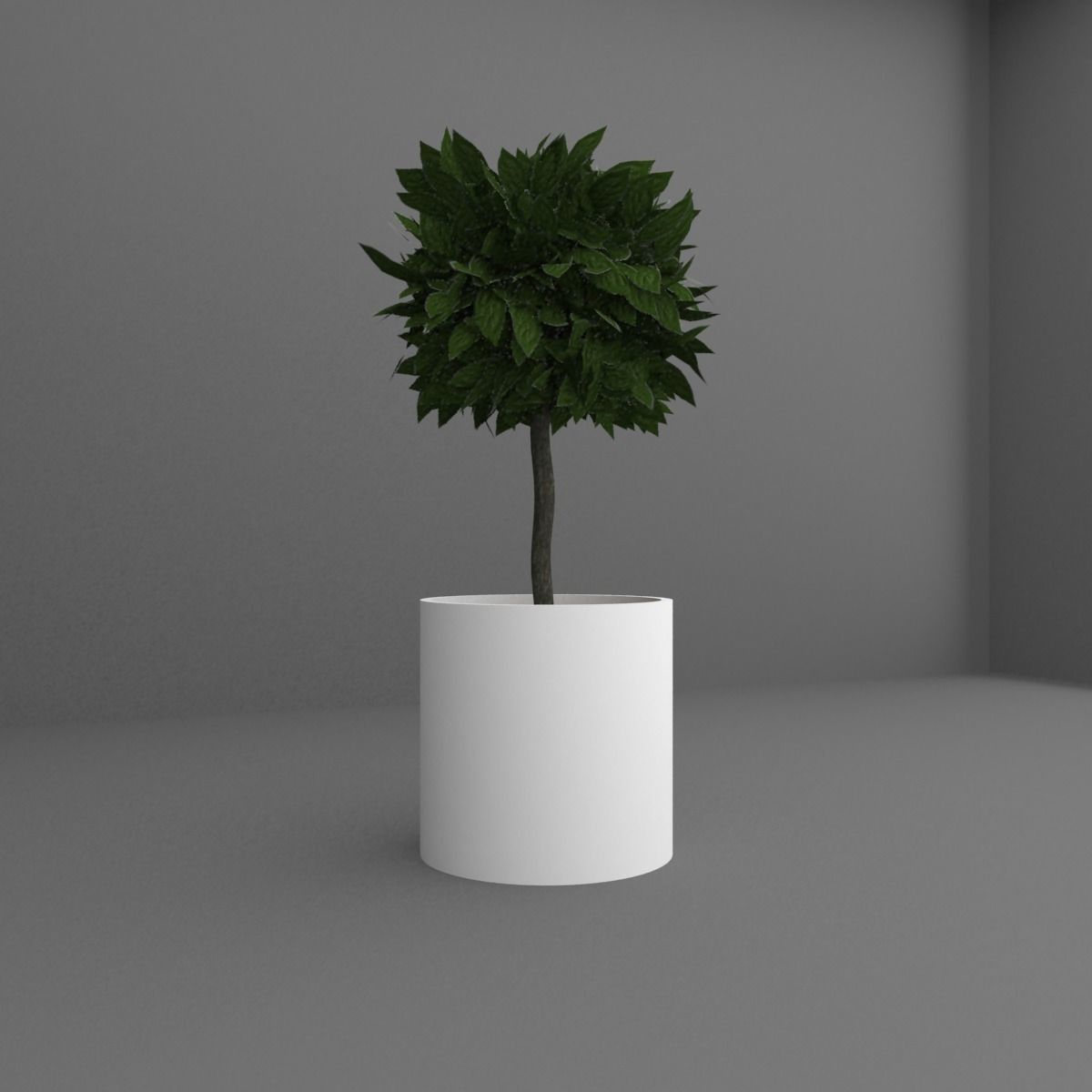 Indoor plant 3D model_1