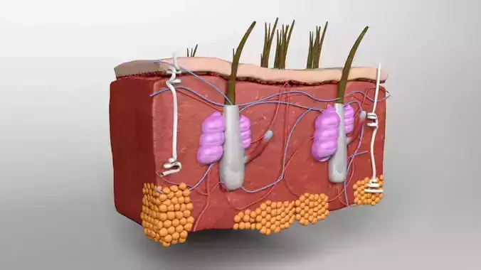 Skin anatomy Free 3D model