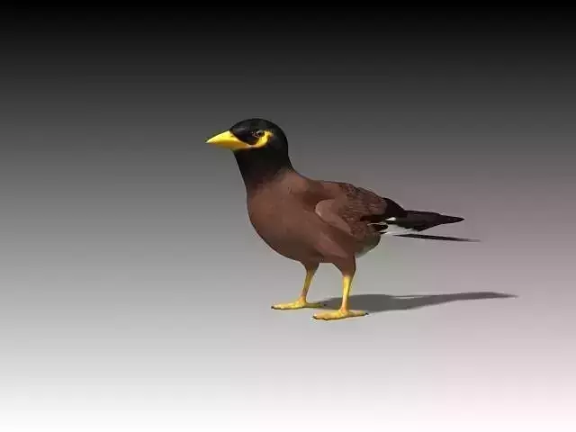 Maynah Bird folded wings Low-poly 3D model