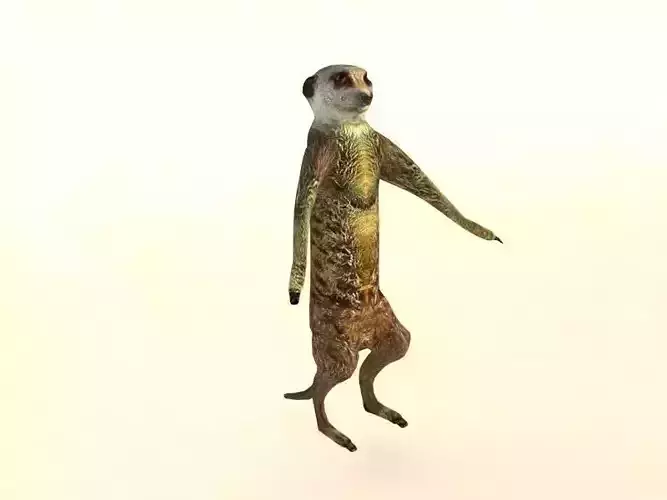 Suricate Meerkat Low-poly 3D model
