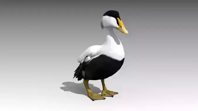 Common Eider Low-poly 3D model