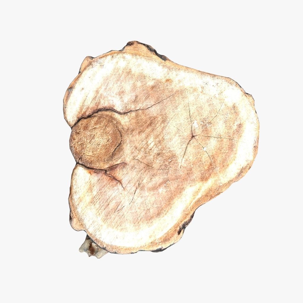 Round Log 3D Low-poly 3D model_6