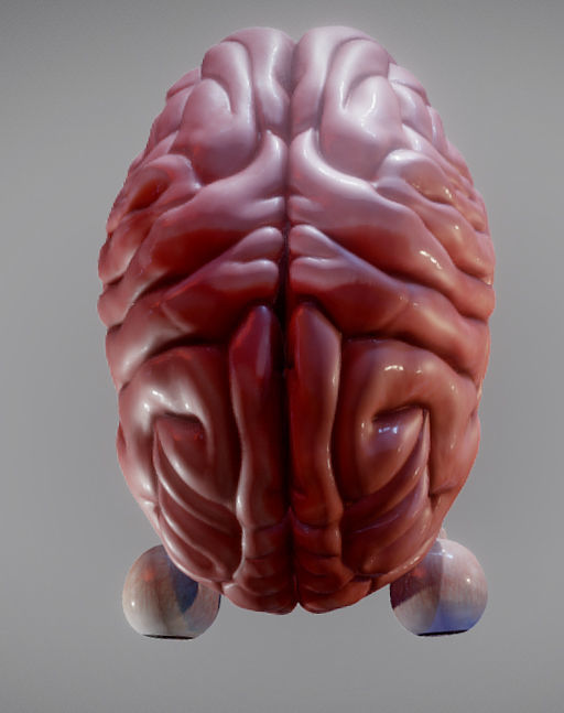 Brain Brain stem and Eyes Low-poly 3D model_5