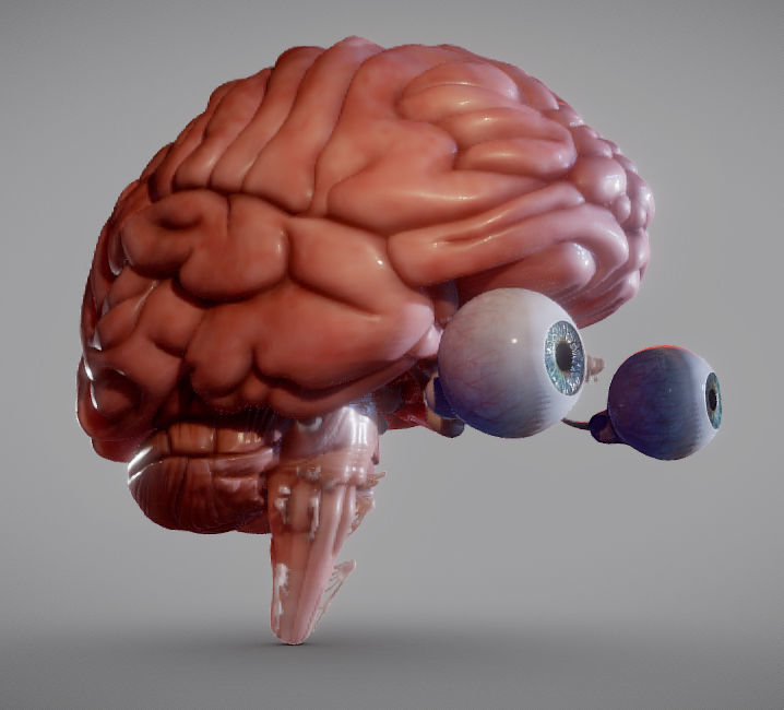 Brain Brain stem and Eyes Low-poly 3D model_2
