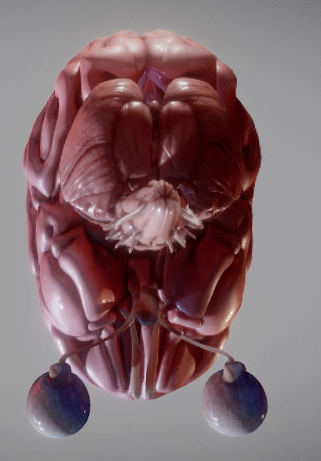Brain Brain stem and Eyes Low-poly 3D model_4