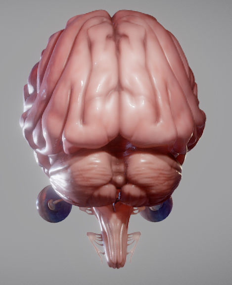 Brain Brain stem and Eyes Low-poly 3D model_3