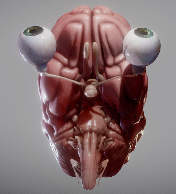 Brain Brain stem and Eyes Low-poly 3D model_7