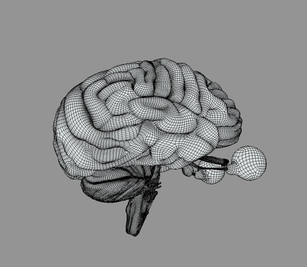 Brain Brain stem and Eyes Low-poly 3D model_9