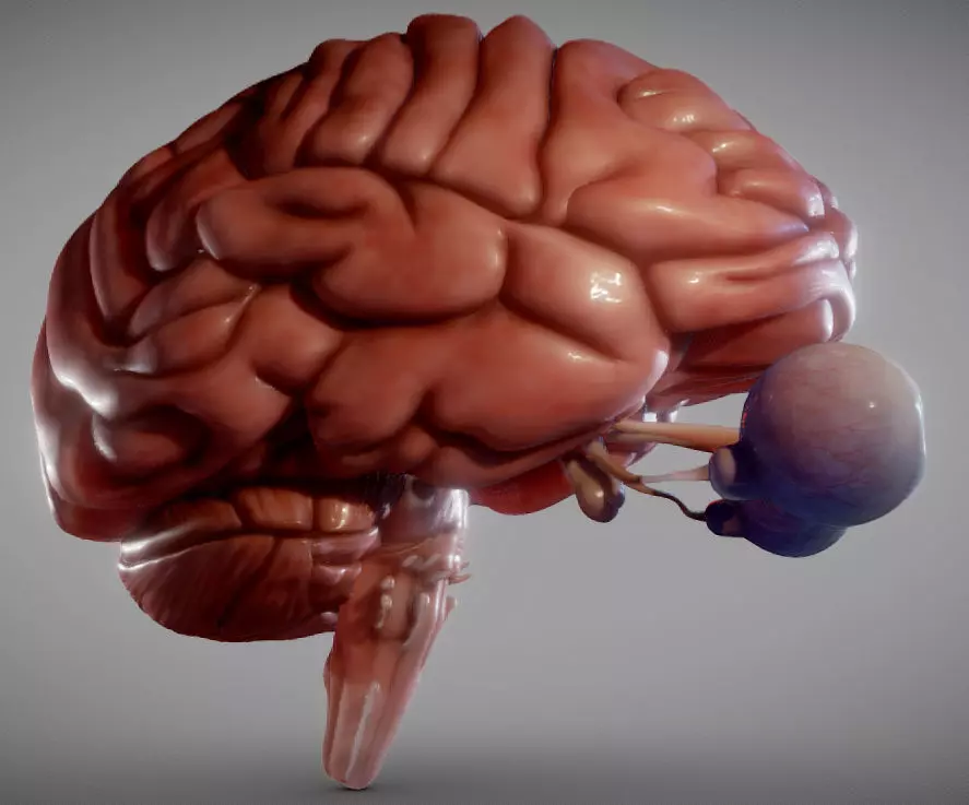 Brain Brain stem and Eyes Low-poly 3D model_0