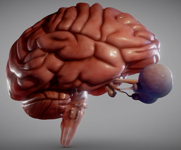 Brain Brain stem and Eyes Low-poly 3D model