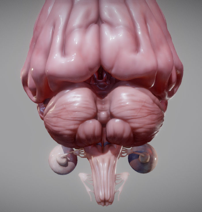 Brain Brain stem and Eyes Low-poly 3D model_6