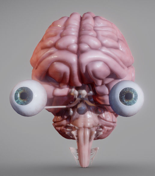 Brain Brain stem and Eyes Low-poly 3D model_1