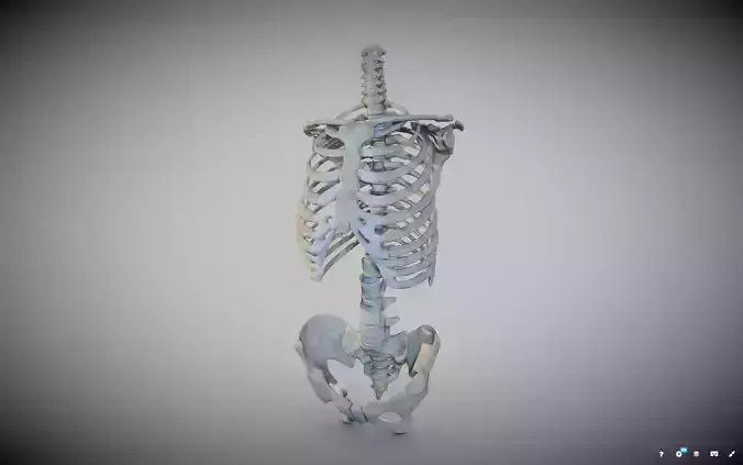 Torso skeleton 