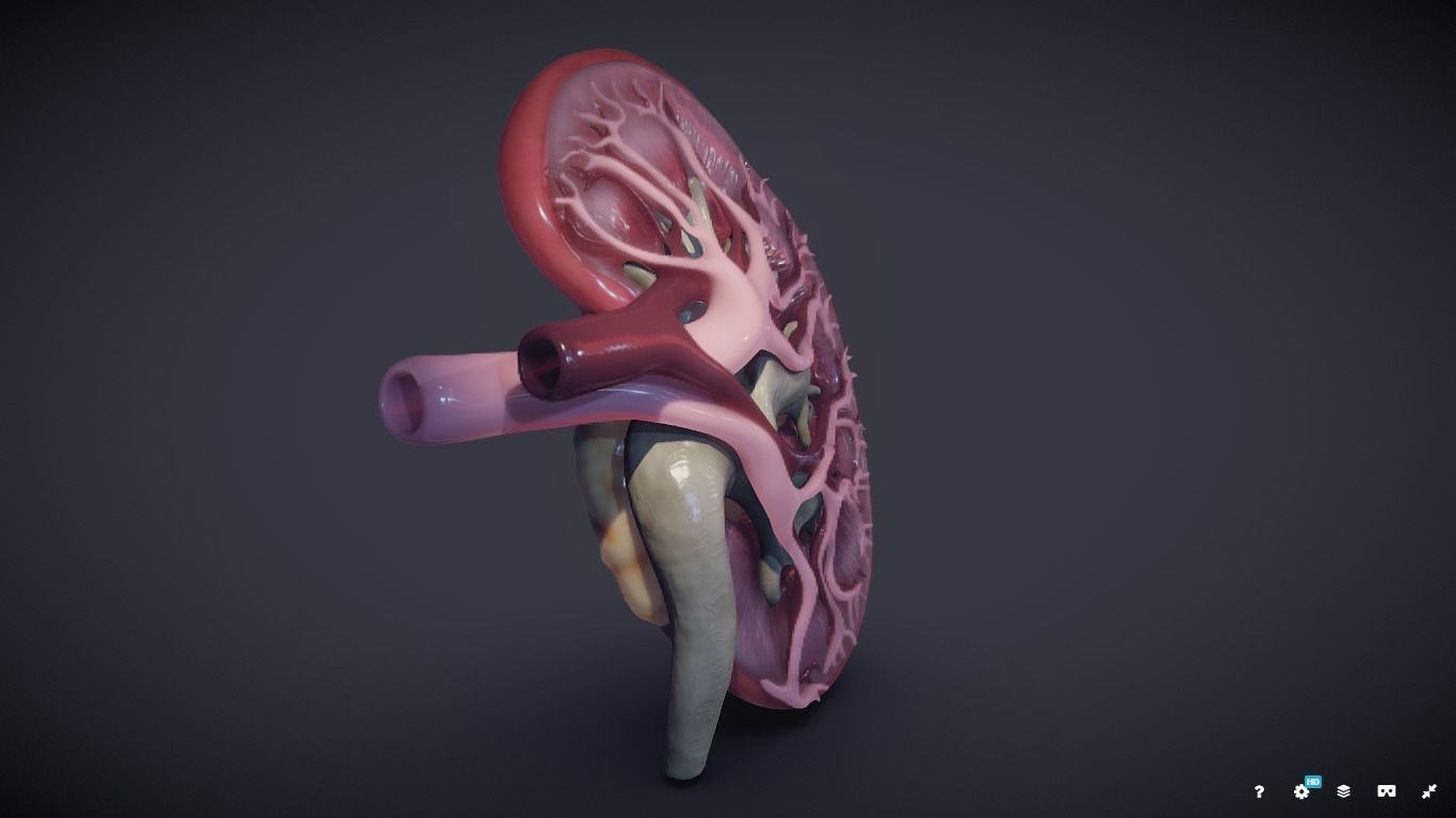 Kidney Cross Section 3D model_31